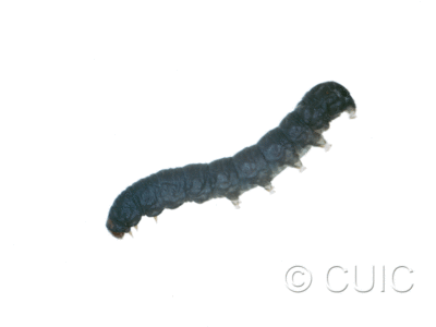 lateral view of larva Noctuidae