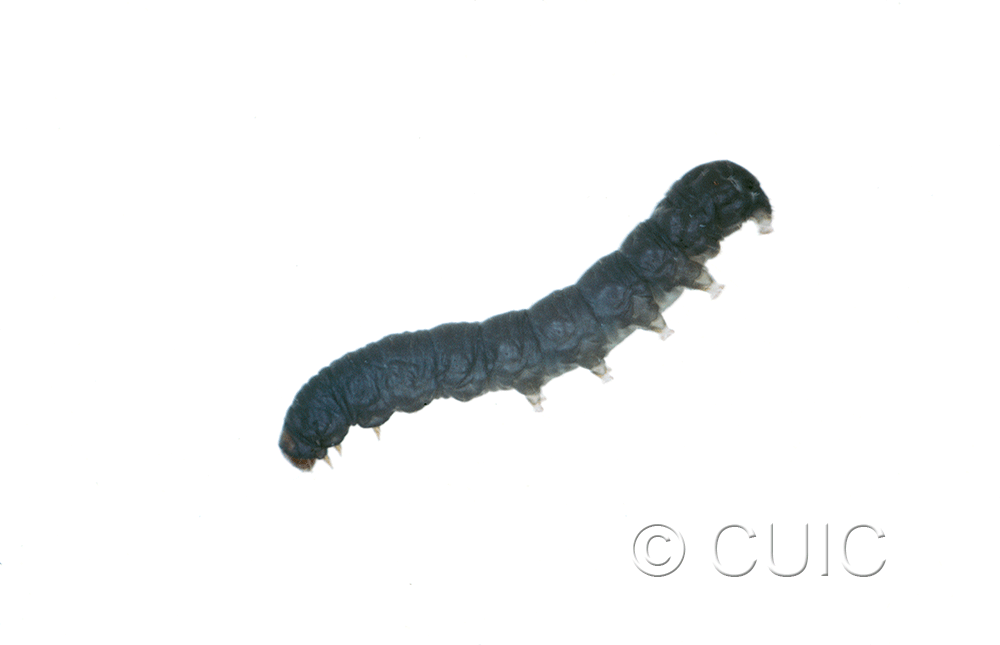 lateral view of larva Noctuidae