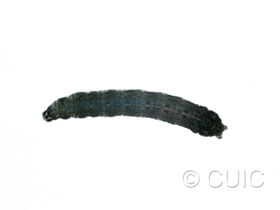 dorsal view of larva Noctuidae
