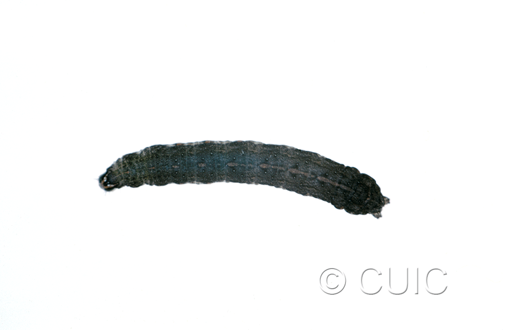 dorsal view of larva Noctuidae