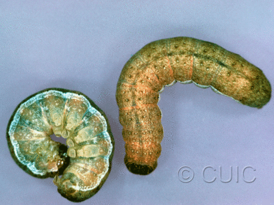 dorsal / ventral view of larva Noctuidae