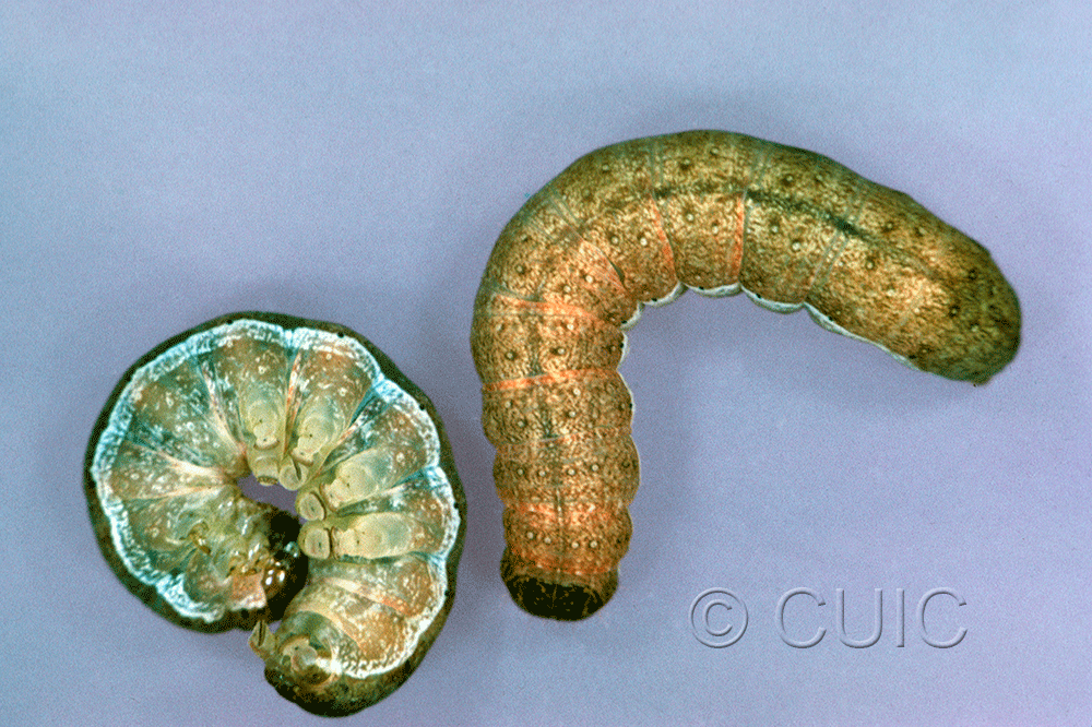 dorsal / ventral view of larva Noctuidae