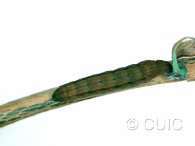 dorsal view of larva Noctuidae