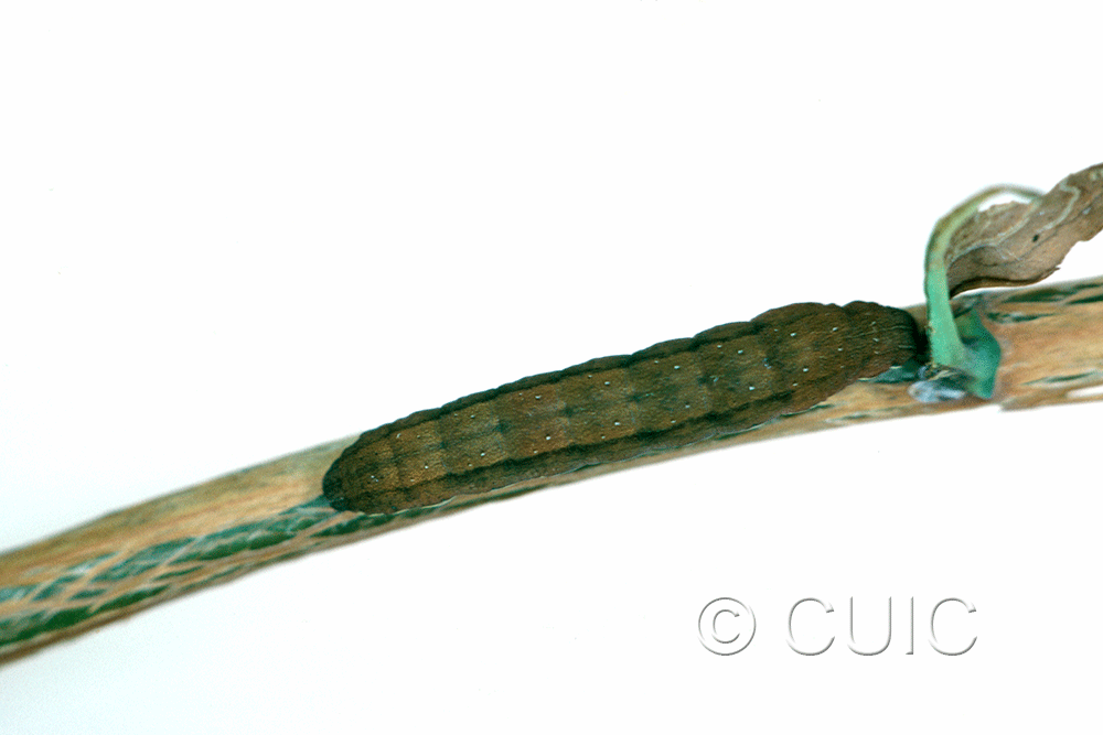 dorsal view of larva Noctuidae