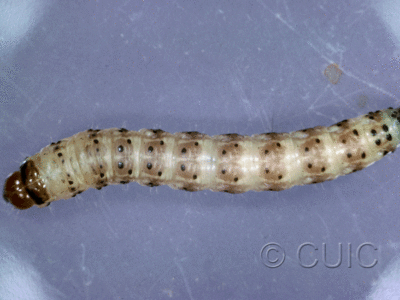 dorsal view of larva Noctuidae