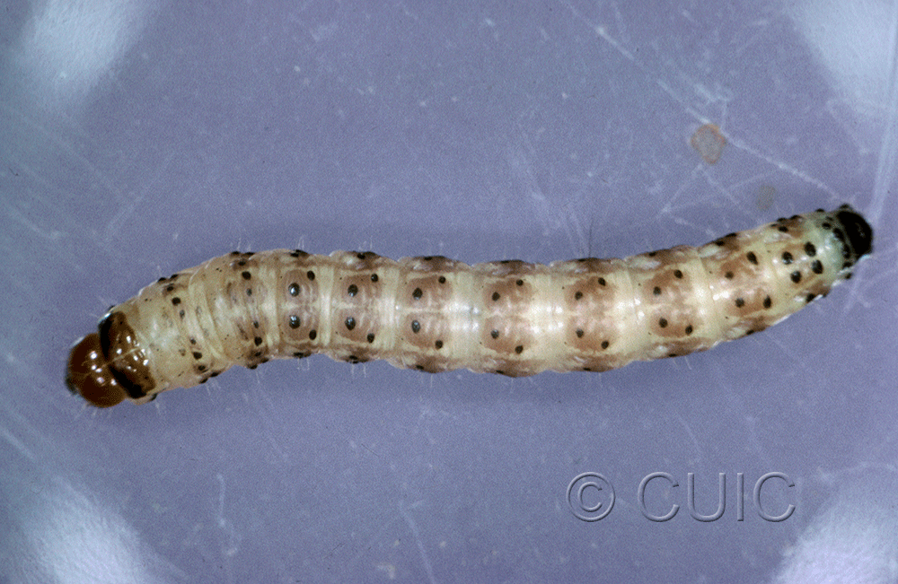 dorsal view of larva Noctuidae