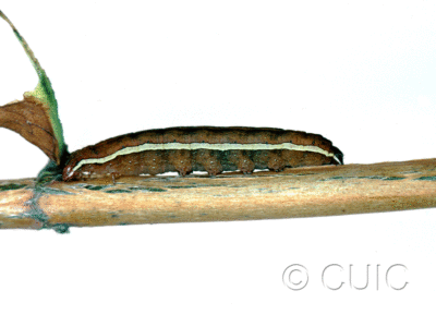 lateral view of larva Noctuidae