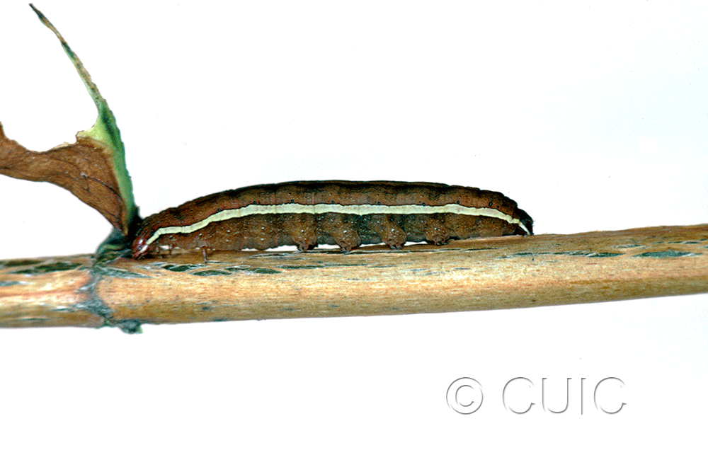 lateral view of larva Noctuidae