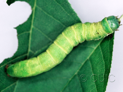 dorsal view of larva Noctuidae