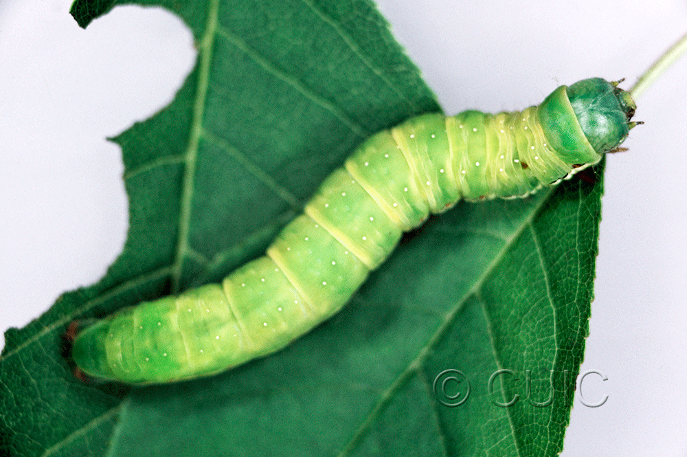 dorsal view of larva Noctuidae