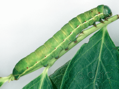 lateral view of larva Noctuidae
