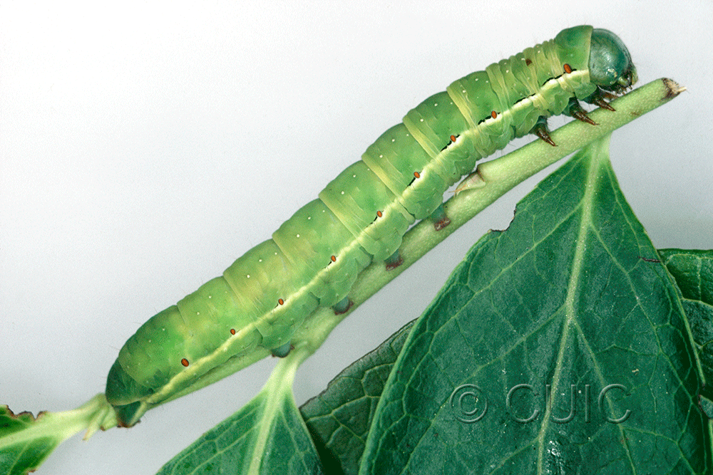 lateral view of larva Noctuidae