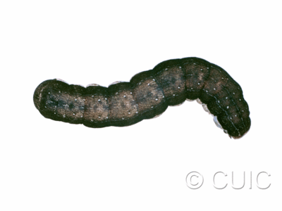 dorsal view of larva Noctuinae