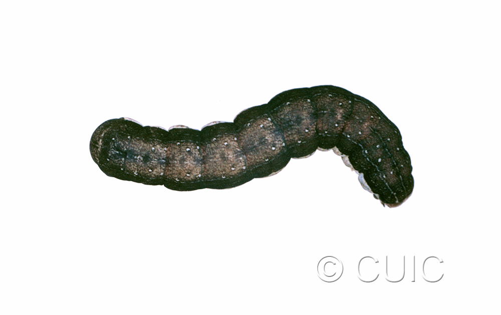 dorsal view of larva Noctuinae