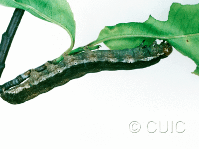 lateral view of larva Noctuinae