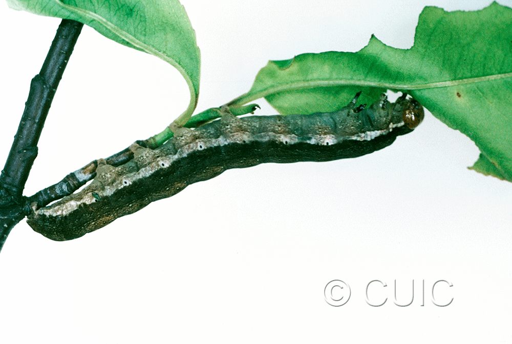 lateral view of larva Noctuinae