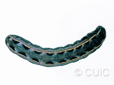 dorsal view of larva Noctuini
