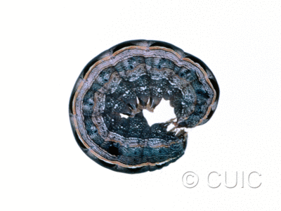 lateral view of larva Noctuini