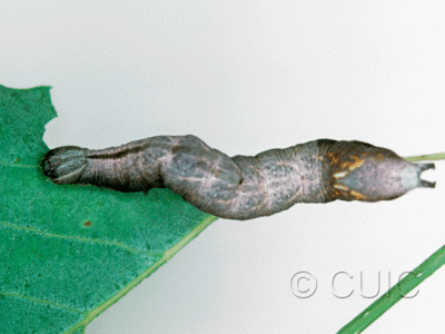dorsal view of larva Notodonta scitipennis on Populus tremuloides in USA: NY