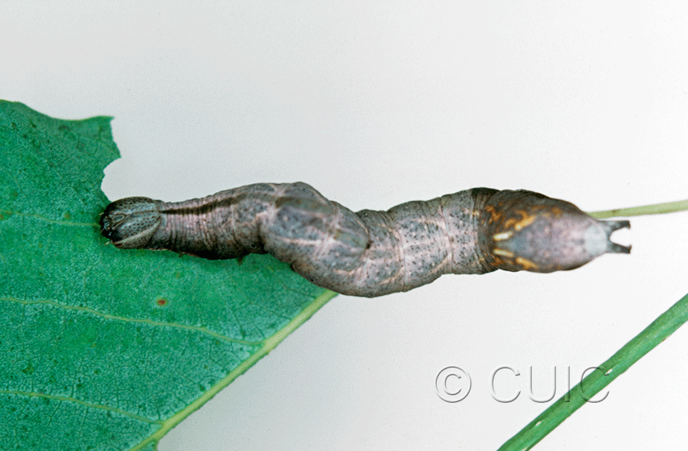 dorsal view of larva Notodonta scitipennis on Populus tremuloides in USA: NY