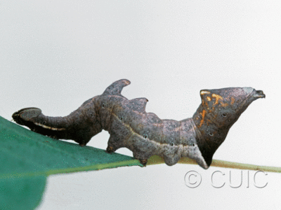 lateral view of larva Notodonta scitipennis on Populus tremuloides in USA: NY