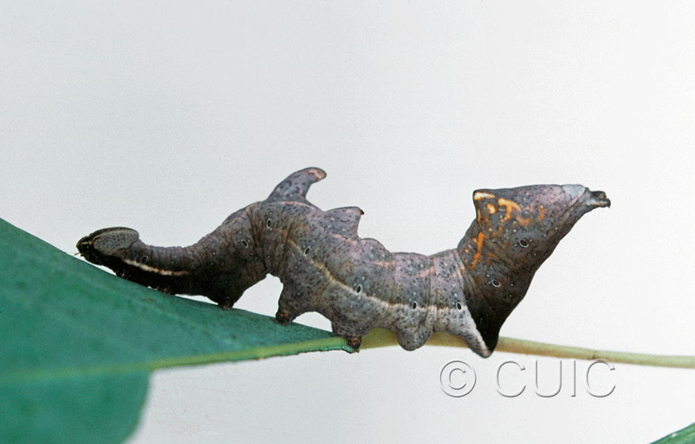 lateral view of larva Notodonta scitipennis on Populus tremuloides in USA: NY