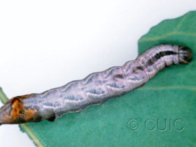 dorsal view of larva Notodonta torva on Populus tremuloides in USA: NY