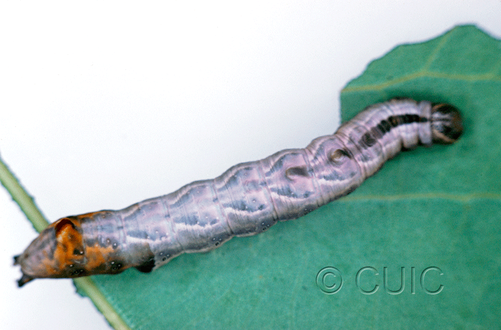 dorsal view of larva Notodonta torva on Populus tremuloides in USA: NY