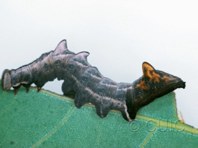 lateral view of larva Notodonta torva on Populus tremuloides in USA: NY