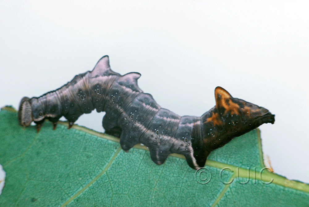 lateral view of larva Notodonta torva on Populus tremuloides in USA: NY