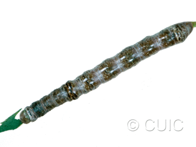 dorsal view of larva Odontosia elegans on Populus tremuloides in USA: NY