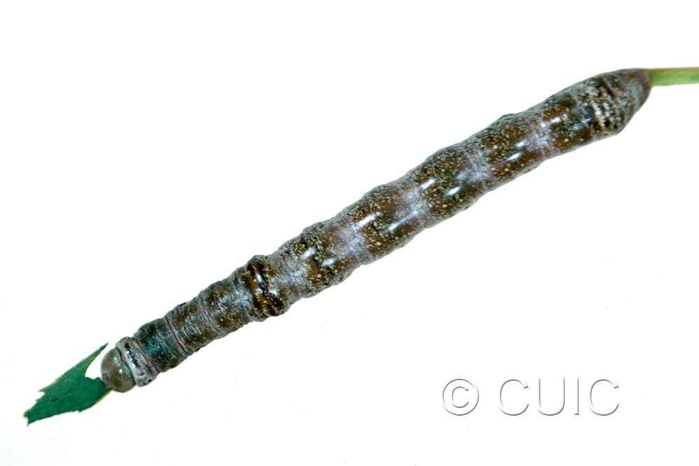 dorsal view of larva Odontosia elegans on Populus tremuloides in USA: NY