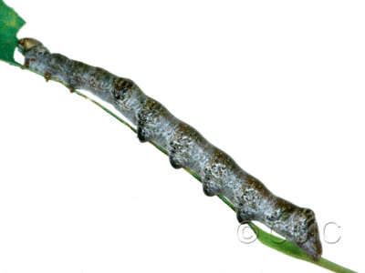 lateral view of larva Odontosia elegans in USA: NY