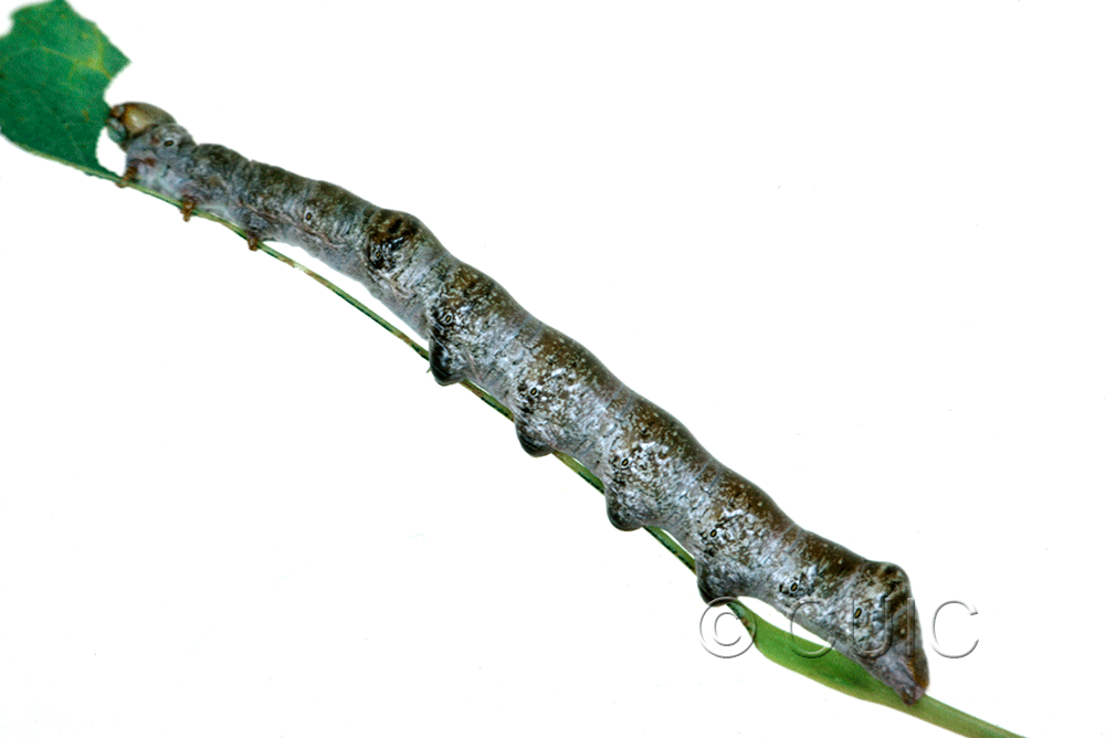 lateral view of larva Odontosia elegans in USA: NY