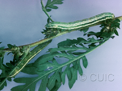 dorsal / lateral view of larva Ogdoconta cinereola on Ambrosia in USA: NY