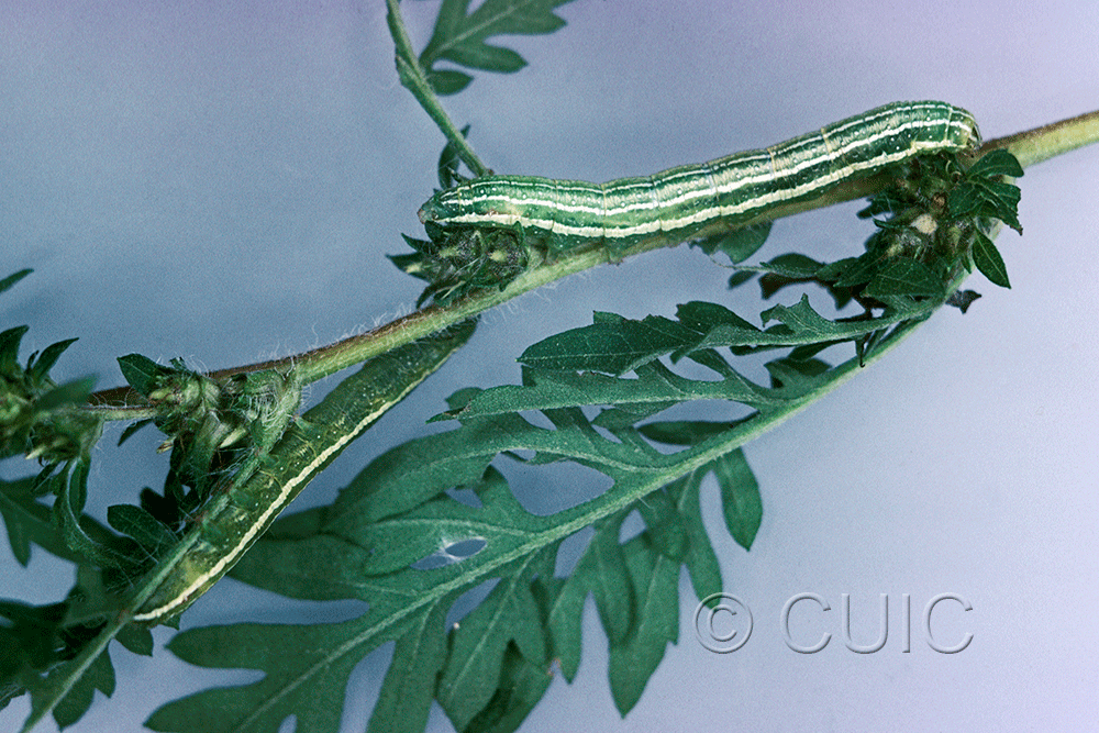 dorsal / lateral view of larva Ogdoconta cinereola on Ambrosia in USA: NY