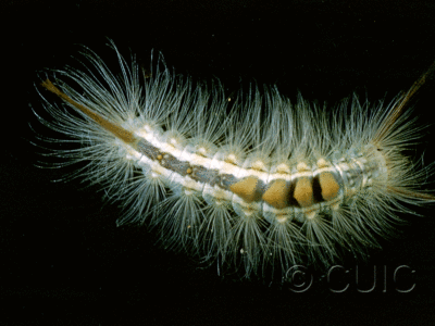 dorsal view of larva Orgyia
