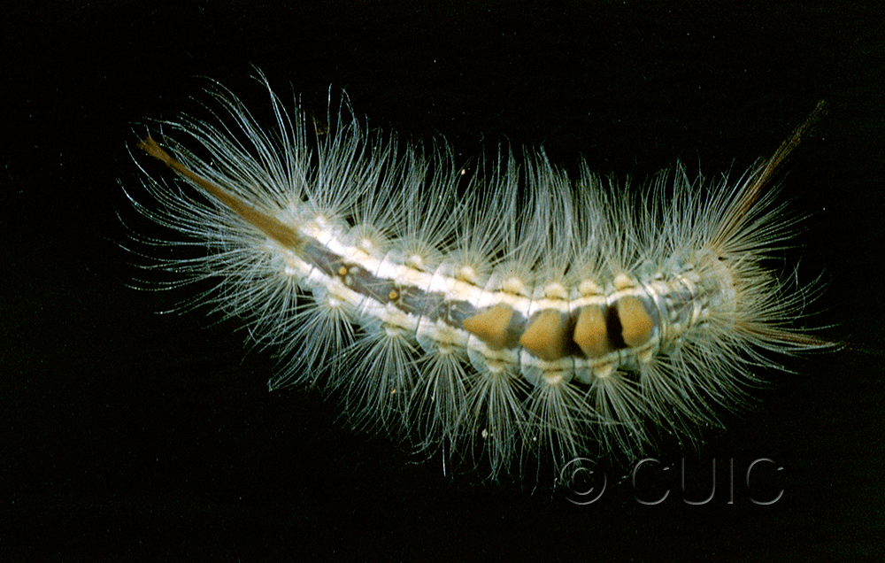 dorsal view of larva Orgyia