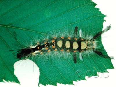 dorsal view of larva Orgyia antiqua