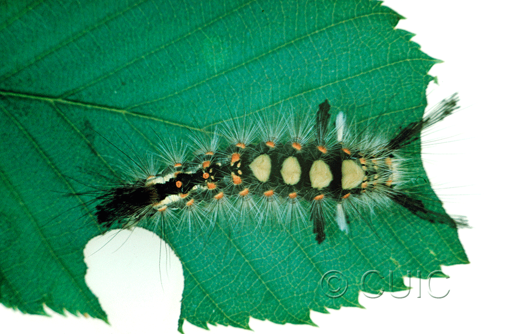 dorsal view of larva Orgyia antiqua