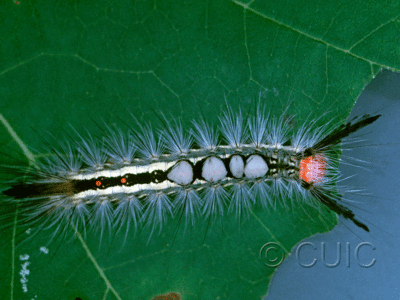 dorsal view of larva Orgyia leucostigmata on Populus tremuloides