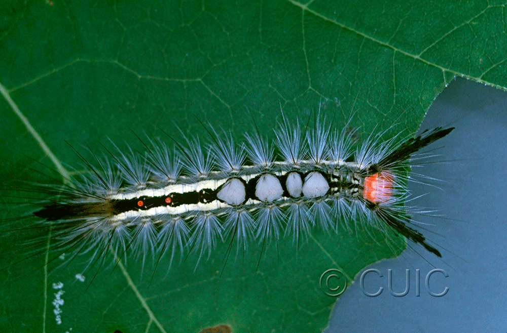 dorsal view of larva Orgyia leucostigmata on Populus tremuloides