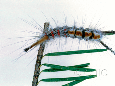 dorsal view of larva Orgyia pseudotsuga on Pseudotsuga taxifolia in USA: AZ
