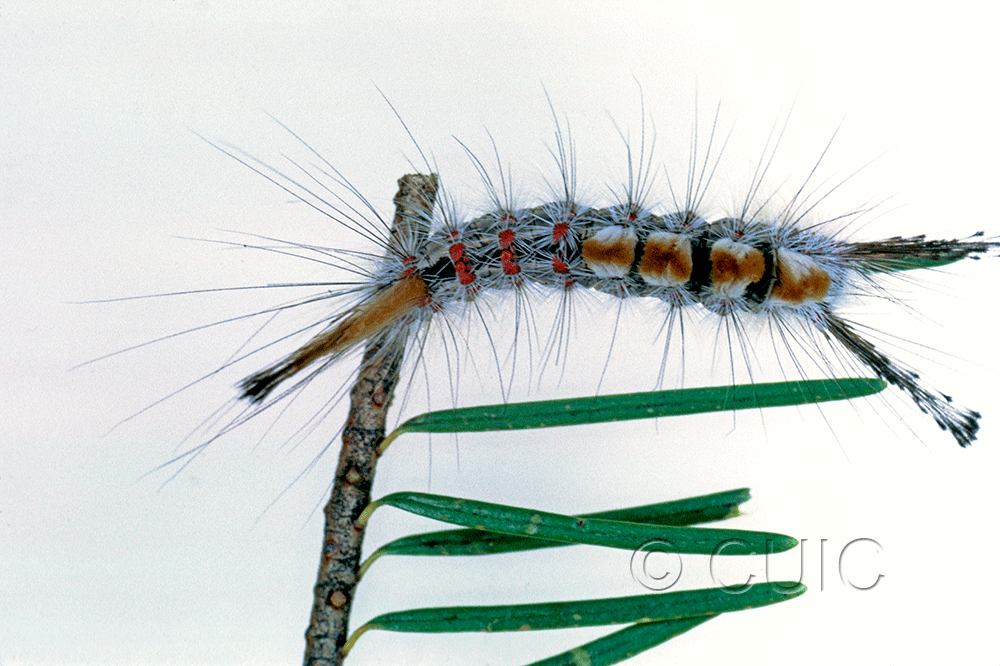 dorsal view of larva Orgyia pseudotsuga on Pseudotsuga taxifolia in USA: AZ