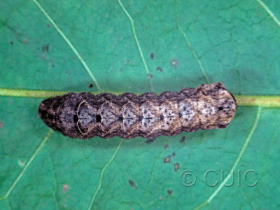 dorsal view of larva Orthodes majuscula on Taraxacum in USA: MT
