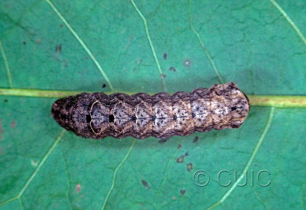 dorsal view of larva Orthodes majuscula on Taraxacum in USA: MT
