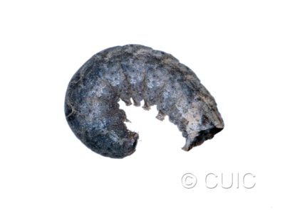 lateral view of larva Orthodes majuscula on Taraxacum in USA: MT