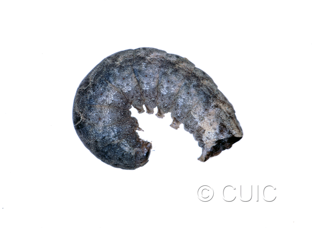 lateral view of larva Orthodes majuscula on Taraxacum in USA: MT