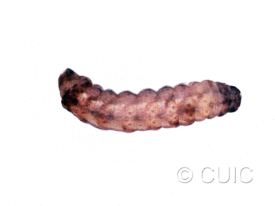 dorsal view of larva Orthodes cynica on taraxacum in USA: NY