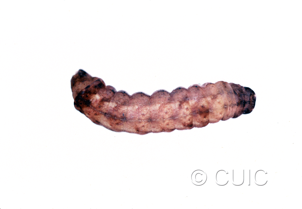 dorsal view of larva Orthodes cynica on taraxacum in USA: NY